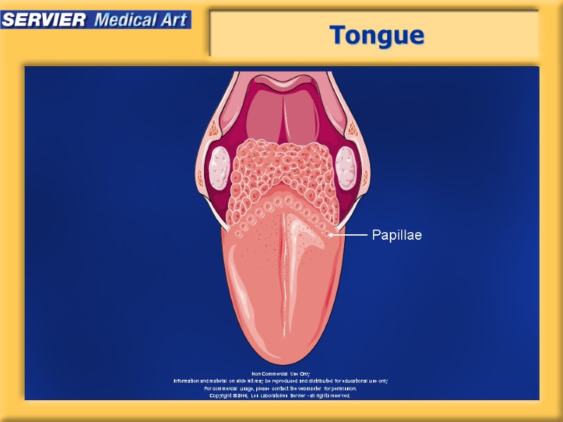 Tongue Papillae